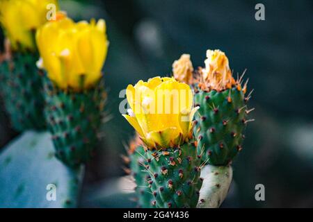 Blumen und Pflanzen. Gelbe Blume auf stacheliger Birne. Stockfoto