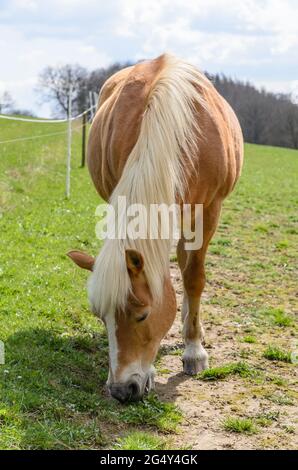 Haflinger oder Avelignespferd (Equus ferus caballus) grasen auf einer Weide im Grünen, Westerwald, Rheinland-Pfalz, Deutschland, Europa Stockfoto