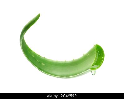 Aloe Vera mit Bewegung isoliert auf weißem Hintergrund Stockfoto