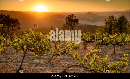 Sonnenuntergang in den Weinbergen des Weinguts Piteus, mit der Burg Cardona im Hintergrund (DO Pla de Bages, Barcelona, Katalonien, Spanien) Stockfoto