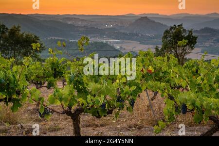 Sonnenuntergang in den Weinbergen des Weinguts Piteus, mit der Burg Cardona im Hintergrund (DO Pla de Bages, Barcelona, Katalonien, Spanien) Stockfoto