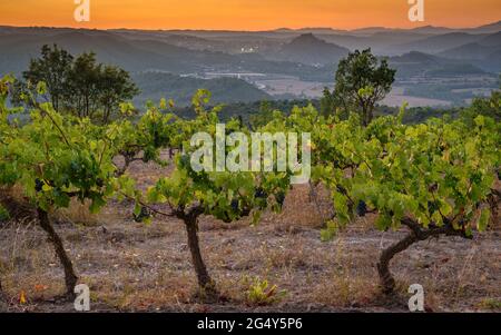 Sonnenuntergang in den Weinbergen des Weinguts Piteus, mit der Burg Cardona im Hintergrund (DO Pla de Bages, Barcelona, Katalonien, Spanien) Stockfoto