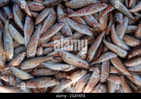Nahaufnahme einer frischen roten Meeräsche Stockfoto