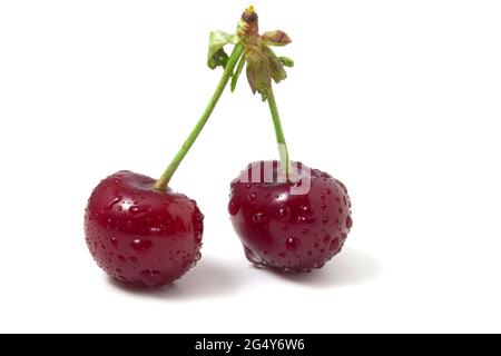 Isoliert auf weißen Kirschen mit Tautropfen. Zwei reife Beeren. Frische der Sommerfrüchte im Rahmen Stockfoto