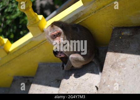 Makaken-Weibchen sitzt mit ihrem Baby auf einer Treppe Stockfoto