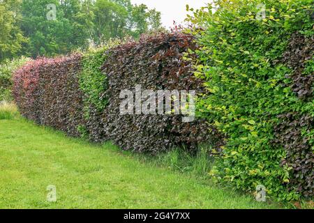 Rotbuche Hecke (Fagus sylvatica) Stockfoto