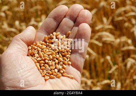 Kontrolle des Weizens. Stockfoto