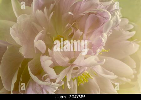 Blühende rosa Pfingstrose mit zarten Blütenblättern aus der Nähe Stockfoto