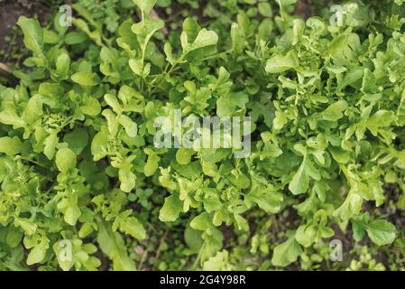 Grüner Rucola-Salat wächst im Garten Stockfoto