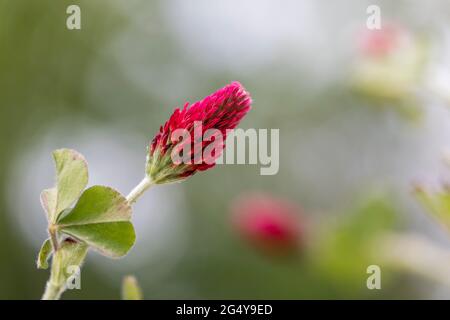 Crimson Clover; Trifolium incarnatum; Blume; Großbritannien Stockfoto