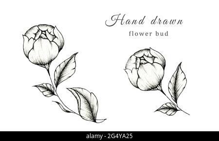 Schöne schwarz-weiße Blume Knospe Tinte Zeichnung isoliert auf weiß, florale Illustration mit vintage schwarz floral Zweig mit Blume Knospe Skizze Stockfoto