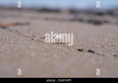 Eine kleine Krabbe, die Muschel trägt, läuft durch den Strand in Richtung Meer Stockfoto