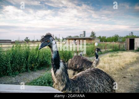 Straußenvögel Kopf und Hals vorne Porträt im Park, Ferma Stockfoto