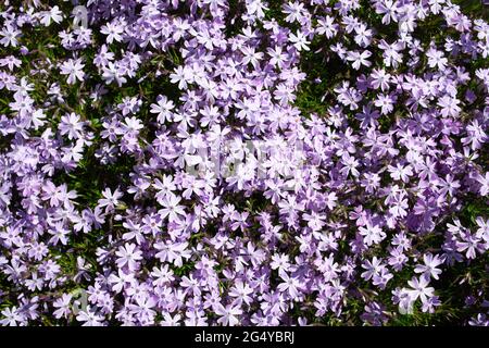 Schleichender Phlox-Hintergrund. Phlox subulata mit rosa gestreiften Blütenblättern um einen kleinen Fleck ähnlicher, aber massiver rosa Phlox. Botanischer Garten. Stockfoto