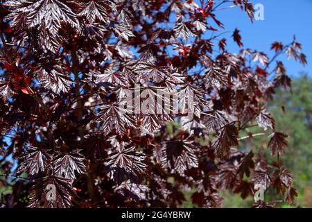 Nahaufnahme eines Blattes von Smaragd-Königin-Ahorn - Acer platanoides var Royal Red. Burgunder Laub. Stockfoto