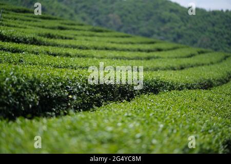 Kreisförmige Muster von Teesträuchern auf einer Teeplantage im nördlichen Hochland Thailands Stockfoto