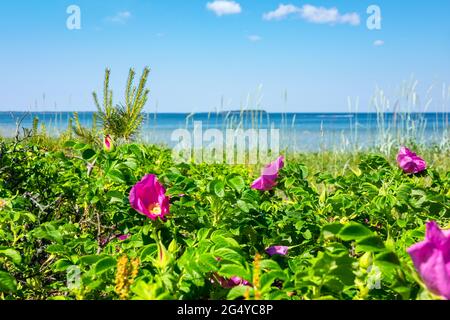 Blühende rosafarbene Rosensträucher an einem Strand von Valkla an der Ostsee. Estland Stockfoto