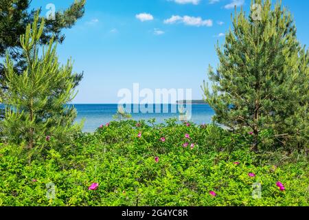 Blühende Hagebutten an einem Strand von Valkla an der Ostsee. Estland Stockfoto