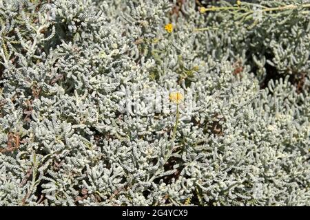 Lavendel aus Baumwolle - Santolina chamaecyparissus Stockfoto
