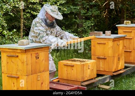 Imker bei der Arbeit während der regelmäßigen Inspektion des Bienenstocks Stockfoto