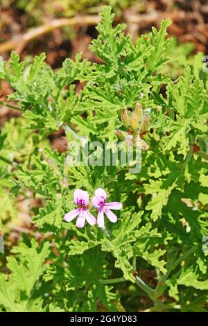 Pelargonium graveolens, duftende Geranie Stockfoto