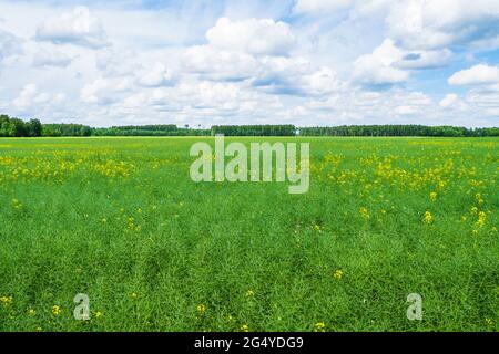 Ein landwirtschaftliches Feld, auf dem Getreide mit Blue Sky angebaut wird Stockfoto