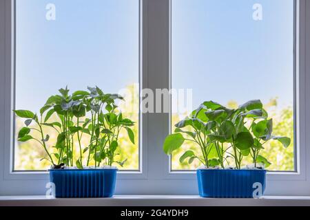 Setzlinge von Gemüse, Paprika und Auberginen in Schalen auf der Fensterbank. Wachsende Triebe im Boden. Stockfoto