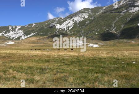 Breites Panorama des Apennins in den Abruzzen in Mittelitalien an einem sonnigen Sommertag und in der Ferne grasen die Pferde Stockfoto