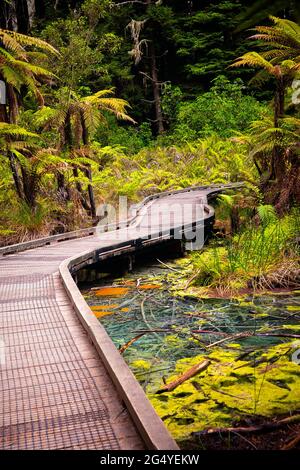 Blick auf Holzbrett Spaziergang über den alten Thermalteich in Redwoods Whakarewarewa Forest, ein Wald aus naturalisierten Küstenmammutbaum am Stadtrand von Ro Stockfoto