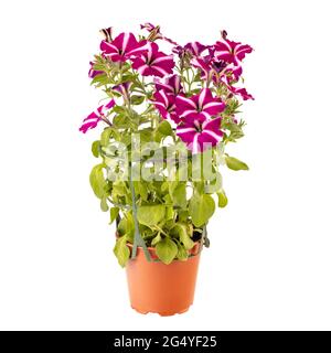 Magenta und weiß gestreifte Petunia Blume in Topf isoliert auf weißem Hintergrund Stockfoto