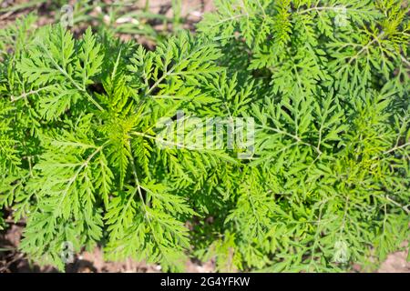 Ambrosia Büsche im Sommer. Mehrjährige Unkrautpflanze verursacht eine starke allergische Reaktion, Heuschnupfen. Stockfoto