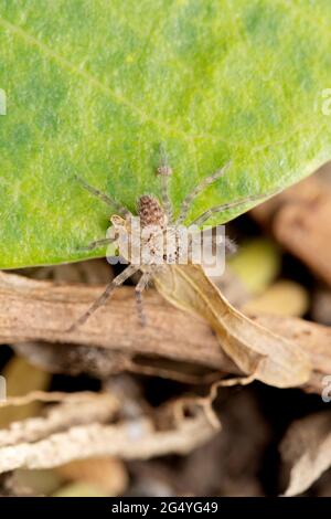 Rindenjagd Spinne, Heteropoda venatoria, Satara, Maharashtra, Indien Stockfoto