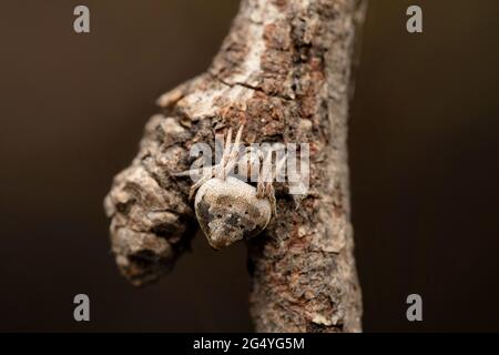 Bauchfleckige Orb Weaver Spider, Eriovixia kachugaonensis, Satara, Maharashtra, Indien Stockfoto