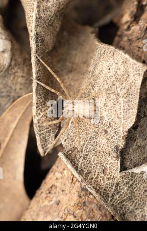 Waldboden mit Krabbenspinne, Philodromus dispar, Satara, Maharashtra, Indien Stockfoto