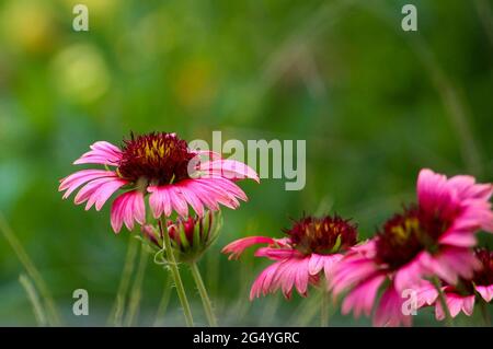 Nahaufnahme von blühenden purpurnen Koneblümchen Stockfoto