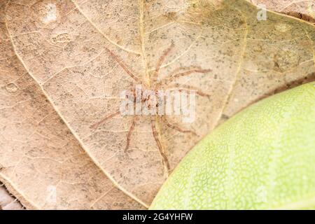 Spiderling zweite instar Huntsman Spinne, Heteropoda venatoria, Satara, Maharashtra, Indien Stockfoto