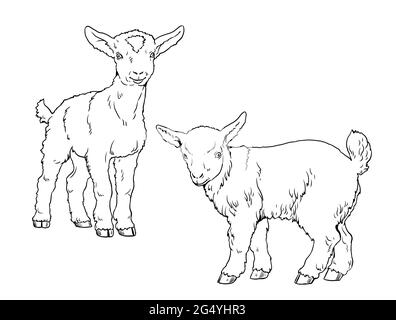 Goatling. Malseite mit Haustieren. Digitale Zeichnung mit Ziege. Vorlage für Kinder zu malen. Stockfoto