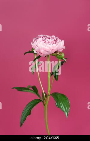 Rosa Pfingstrose auf burgunderrotem Hintergrund. Vorderansicht Stockfoto