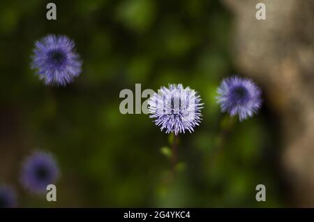 Vier blaue und violette Blüten ähnlich der Explosion eines Feuerwerks Stockfoto