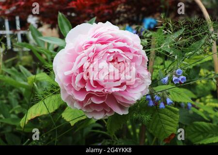 Pfingstrose Blume im Englischen Garten, rosa Pfingstrose Stockfoto