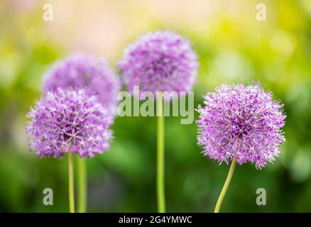 Schöne blühende lila Riesen-Allium-Zwiebel blüht im Sommergarten. Allium giganteum. Stockfoto