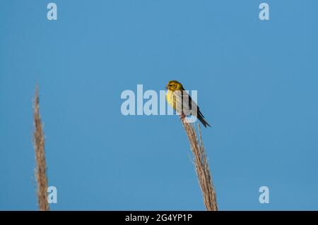 Eine europäische Serin, die in einem Schilf thront Stockfoto