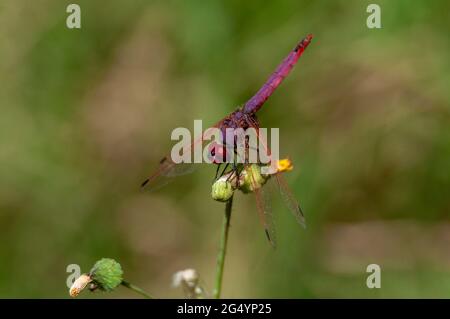 Eine rote Drangonfly auf einer Blume Stockfoto