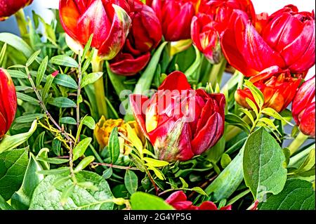 Bunte Tulpenbüschel; Bunter Tulpenstrauß Stockfoto