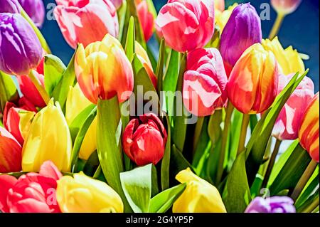 Bunte Tulpenbüschel; Bunter Tulpenstrauß Stockfoto