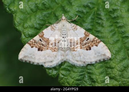 Silber-Boden Teppich Moth (Xanthorhoe Montanata) Stockfoto