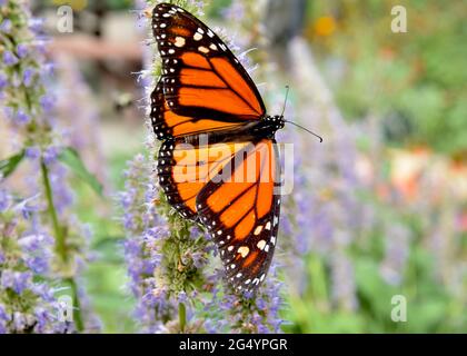 Nahaufnahme eines männlichen Monarchen-Schmetterlings (Danaus plexippus) mit ausgestreckten Flügeln auf den lila blühenden Ähren von Anis-Ysop (Agastache foeniculum.) Stockfoto