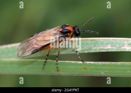 Rübensawfly (Athalia rosae) Stockfoto