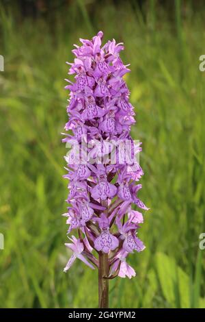 Süd-Knabenkraut Dactylorhiza praetermissa Stockfoto