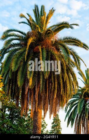 Eine hohe Dattelpalme wächst in einem Resort in der Nähe des Meeres, Nahaufnahme Stockfoto